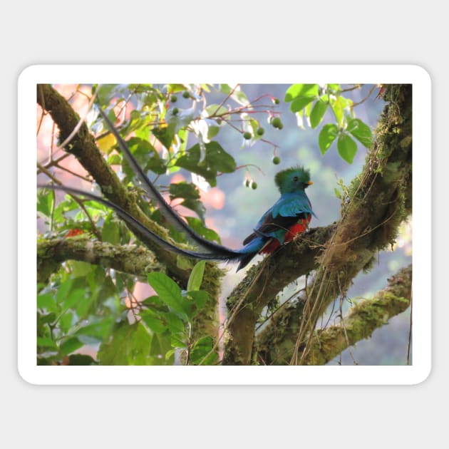 Male Quetzal in Tree Sticker by julyperson